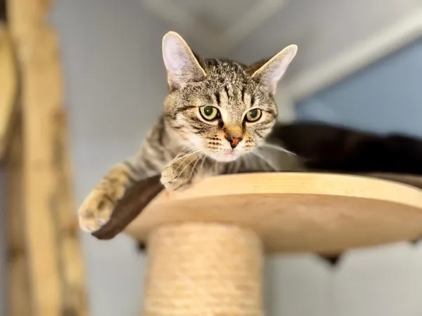 Kot do adopcji, Piła, 4 września 2025 (4/5)