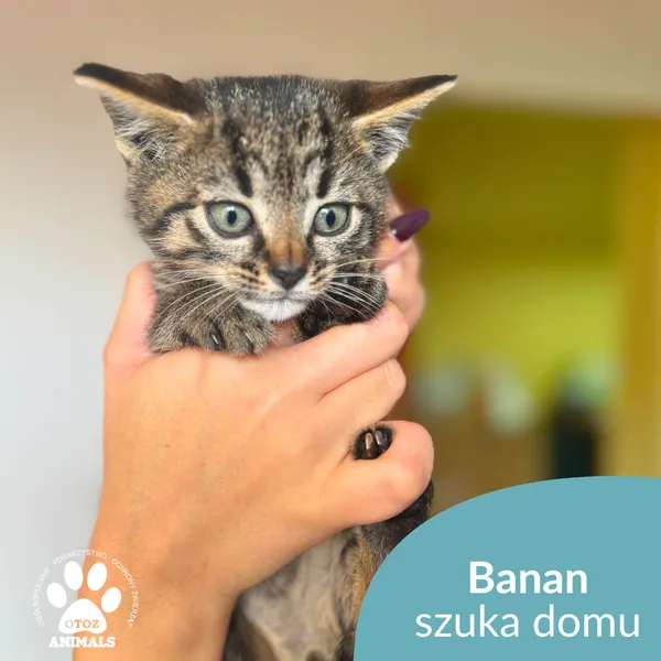 Kot do adopcji, Starogard Gdański, 28 października 2025