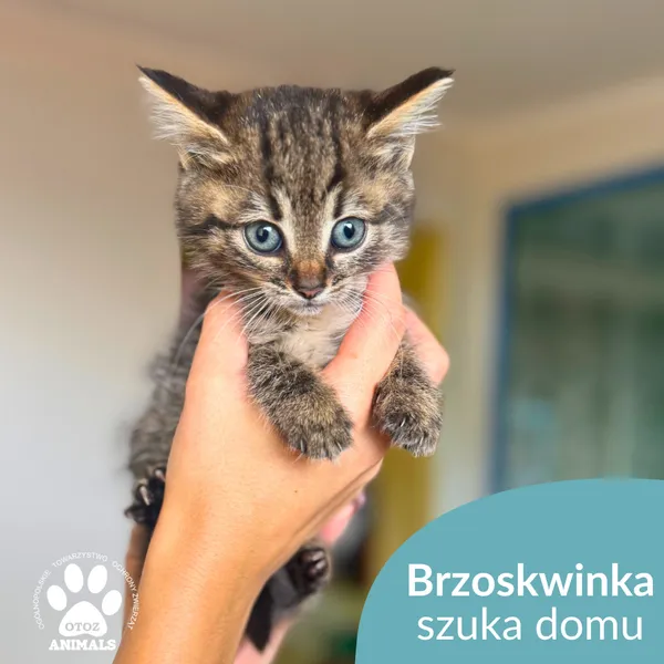 Kot do adopcji, Starogard Gdański, 28 października 2025