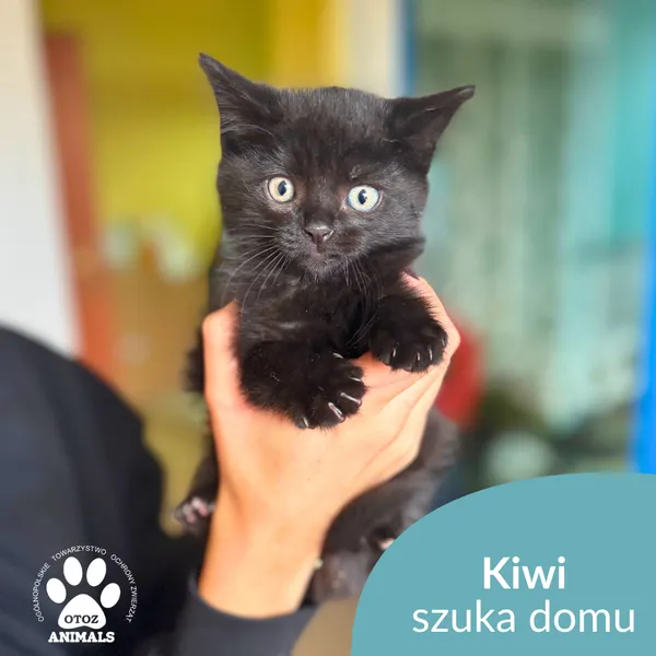 Kot do adopcji, Starogard Gdański, 28 października 2025