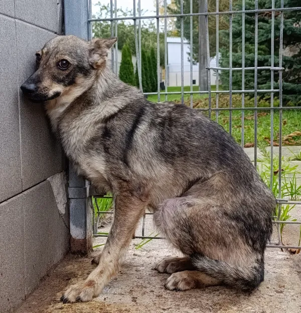 Pies do adopcji, Bełchatów, 18 listopada 2024 (1/5)