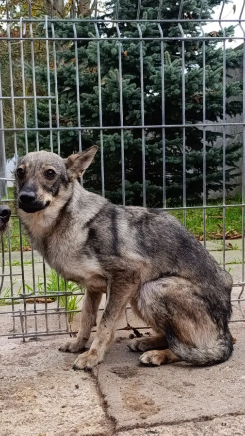 Pies do adopcji, Bełchatów, 18 listopada 2024 (4/5)