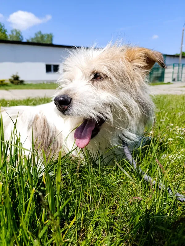 Pies do adopcji, Bełchatów, 12 listopada 2024 (1/5)