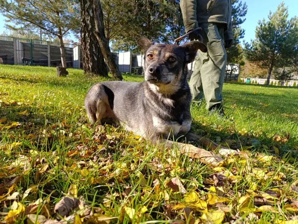 Pies do adopcji, Bełchatów, 23 stycznia 2025 (1/5)