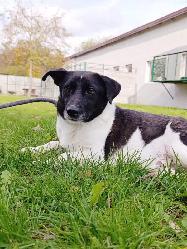 Pies do adopcji, Bełchatów, 22 maja 2025 (1/5)