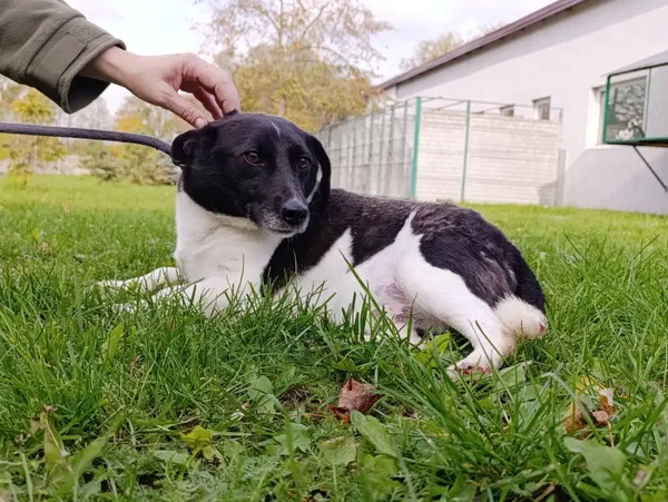 Pies do adopcji, Bełchatów, 22 maja 2025 (2/5)