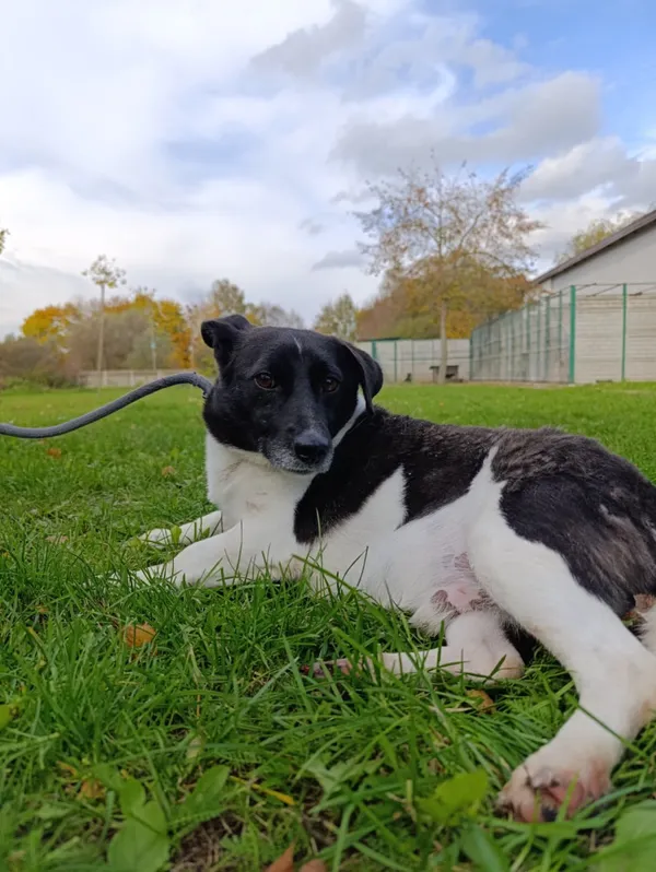 Pies do adopcji, Bełchatów, 22 maja 2025 (5/5)