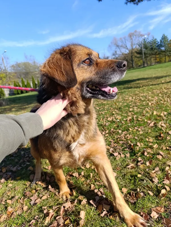 Pies do adopcji, Bełchatów, 13 stycznia 2022 (1/5)