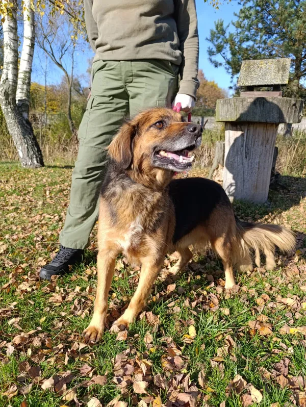 Pies do adopcji, Bełchatów, 13 stycznia 2022 (2/5)