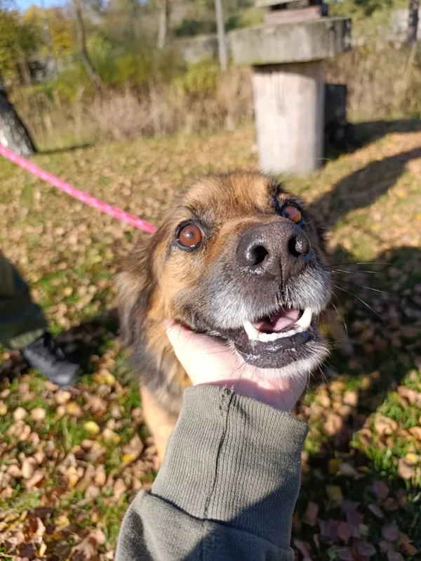 Pies do adopcji, Bełchatów, 13 stycznia 2022 (3/5)