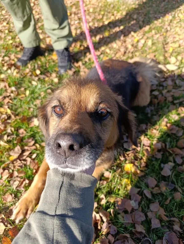 Pies do adopcji, Bełchatów, 13 stycznia 2022 (4/5)