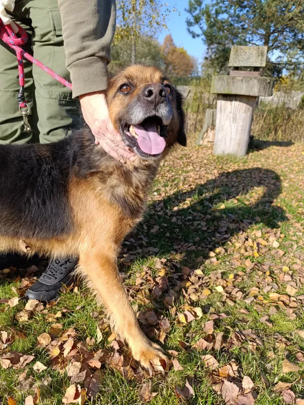 Pies do adopcji, Bełchatów, 13 stycznia 2022 (5/5)