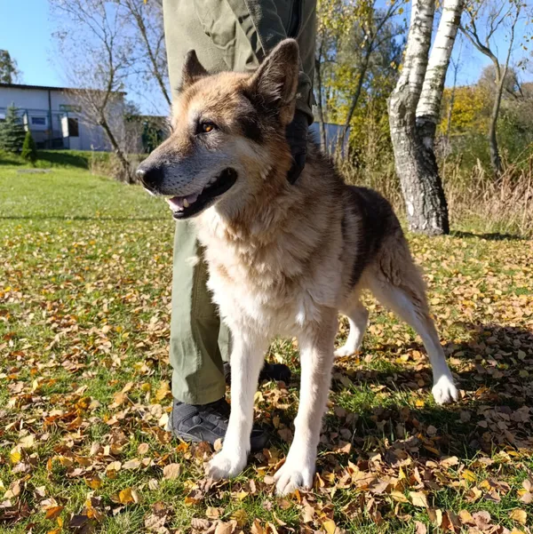 Pies do adopcji, Bełchatów, 12 stycznia 2024 (1/5)