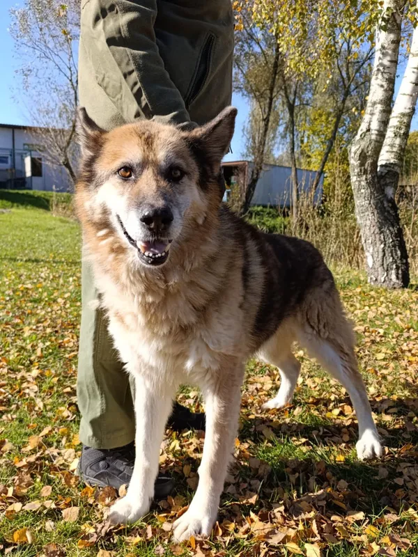 Pies do adopcji, Bełchatów, 12 stycznia 2024 (2/5)