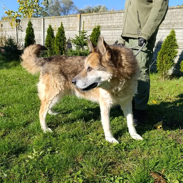 Pies do adopcji, Bełchatów, 12 stycznia 2024 (5/5)