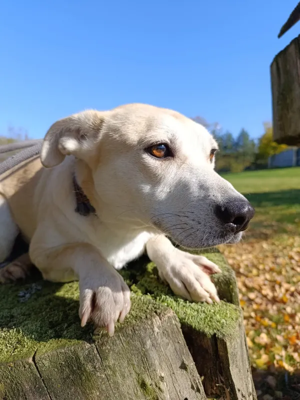 Pies do adopcji, Bełchatów, 20 grudnia 2024 (1/5)