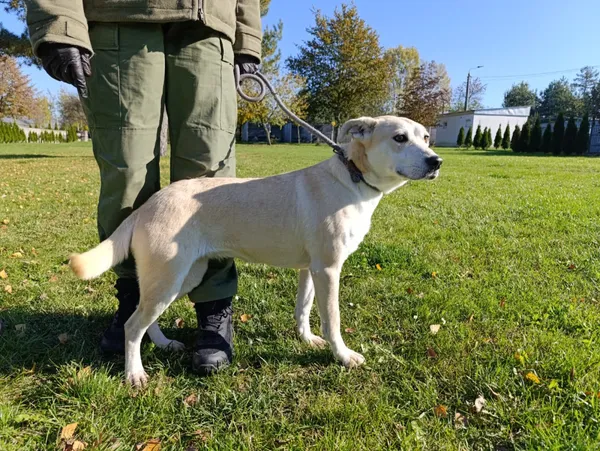 Pies do adopcji, Bełchatów, 20 grudnia 2024 (2/5)