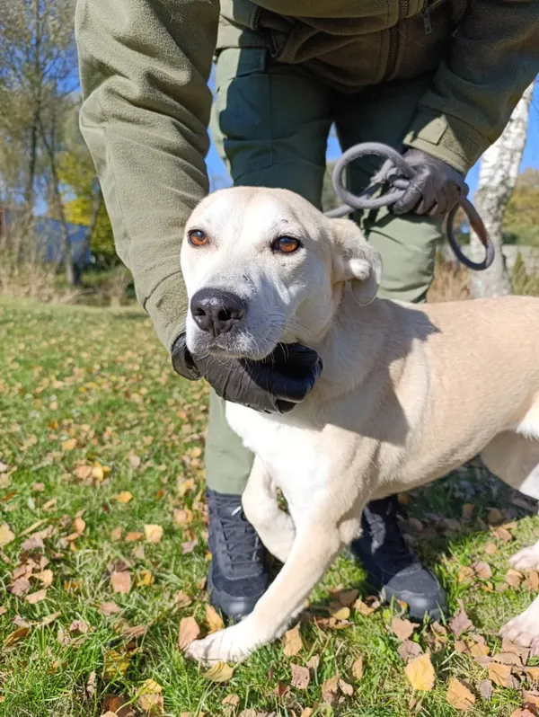 Pies do adopcji, Bełchatów, 20 grudnia 2024 (4/5)