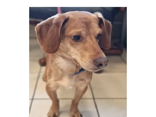 Znaleziono psa, Wrocław, 15 października 2025