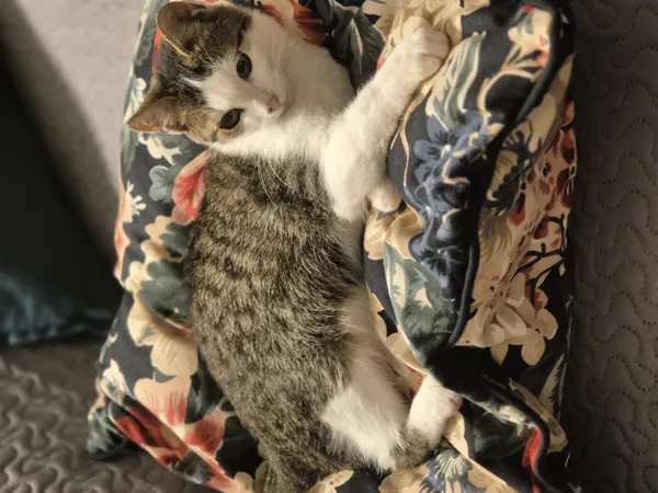 Zaginął kot, Łódź, 28 października 2025