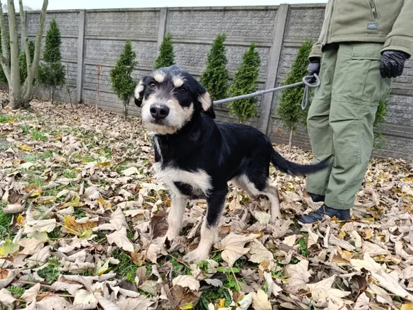 Pies do adopcji, Bełchatów, 24 kwietnia 2025 (2/5)