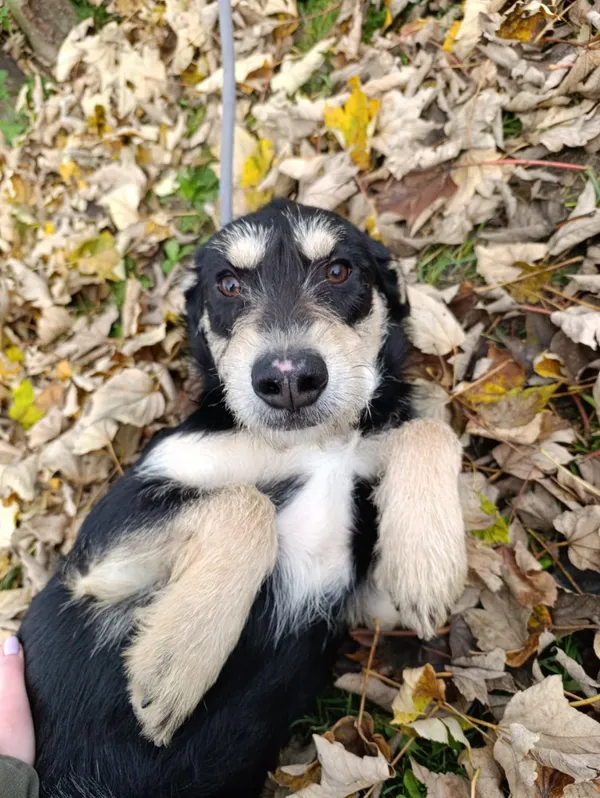 Pies do adopcji, Bełchatów, 24 kwietnia 2025 (4/5)