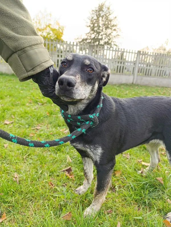 Pies do adopcji, Bełchatów, 24 kwietnia 2025 (1/5)