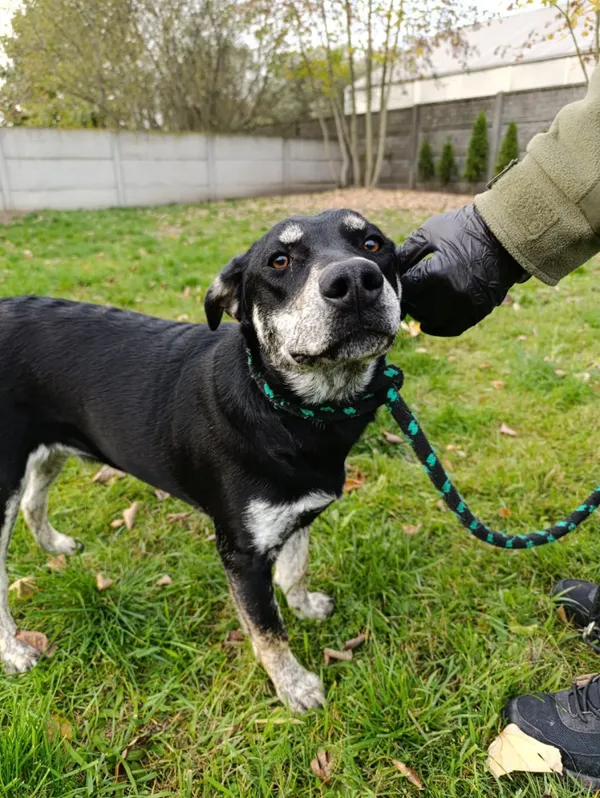 Pies do adopcji, Bełchatów, 24 kwietnia 2025 (5/5)