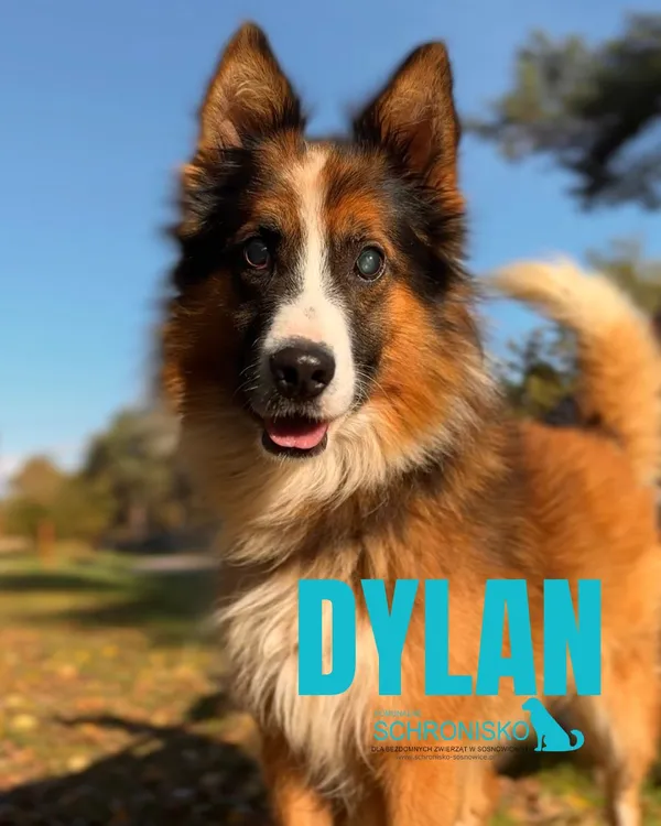 Pies do adopcji, Sosnowice, 3 września 2025 (1/5)