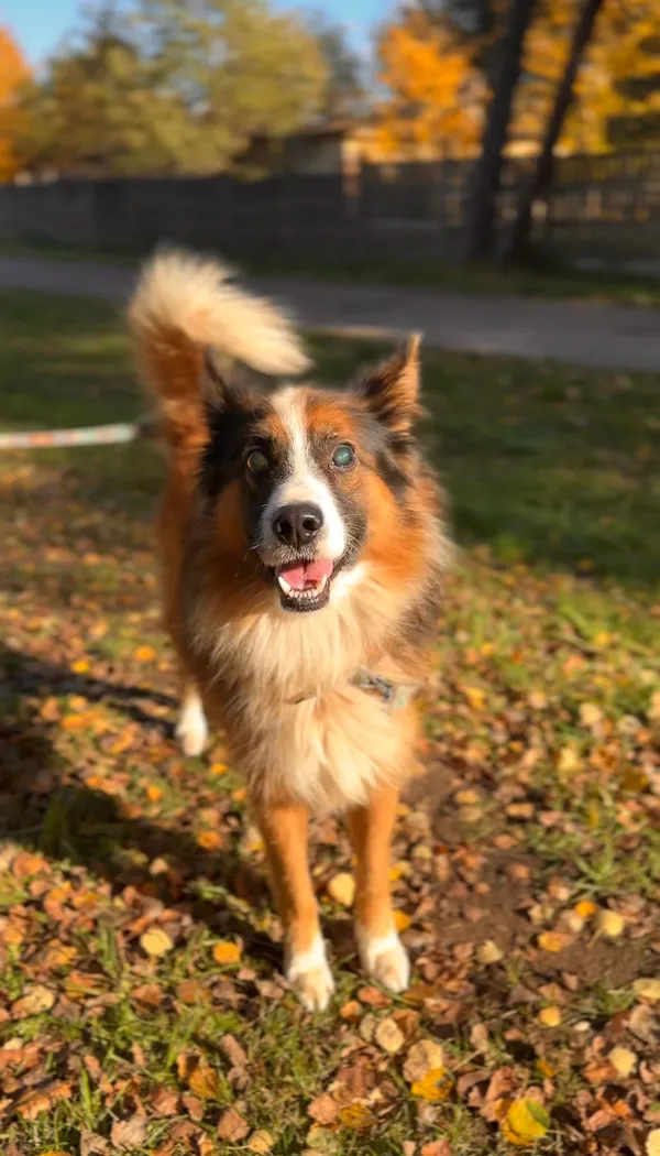 Pies do adopcji, Sosnowice, 3 września 2025 (2/5)