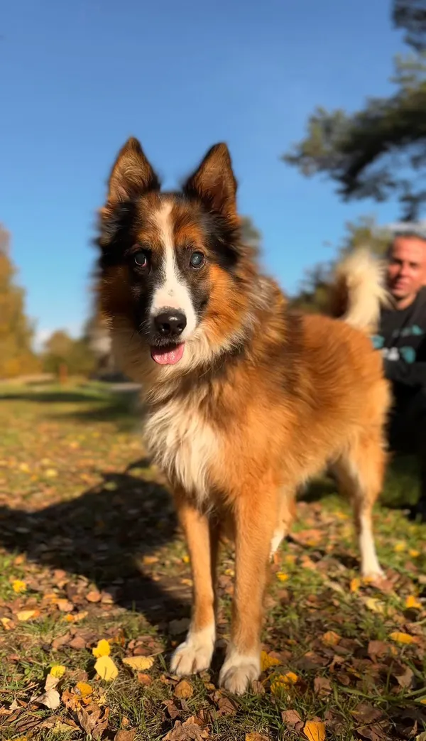 Pies do adopcji, Sosnowice, 3 września 2025 (3/5)