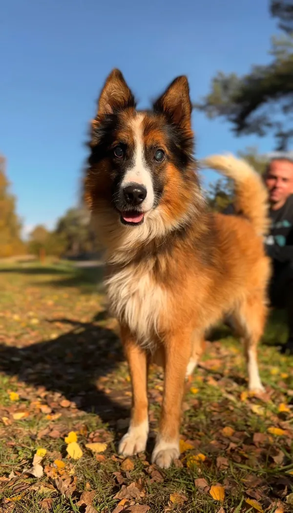 Pies do adopcji, Sosnowice, 3 września 2025 (5/5)