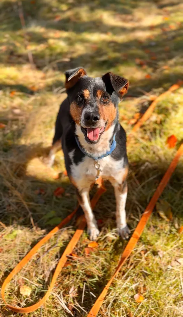 Pies do adopcji, Sosnowice, 26 września 2025 (2/5)