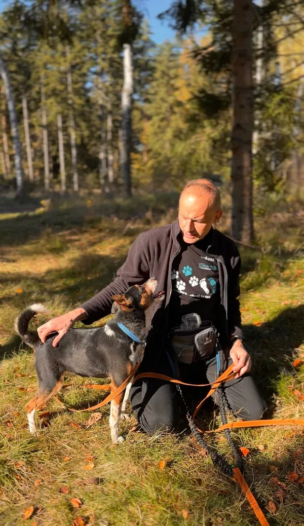 Pies do adopcji, Sosnowice, 26 września 2025 (3/5)