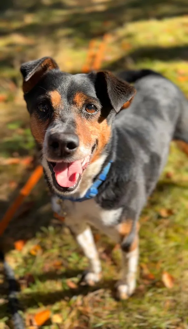 Pies do adopcji, Sosnowice, 26 września 2025 (5/5)