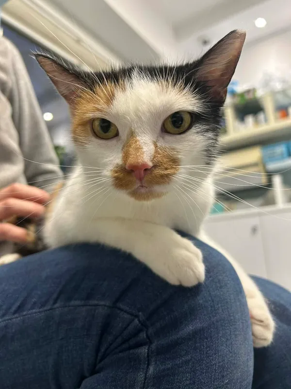 Kot do adopcji, Zgierz, 28 października 2025 (1/3)