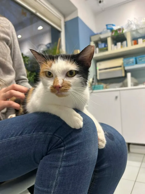 Kot do adopcji, Zgierz, 28 października 2025 (3/3)