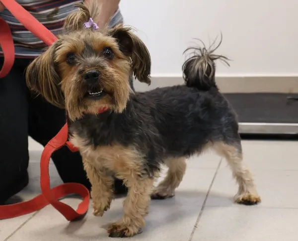 Znaleziono psa, Łódź, 28 października 2025 (1/3)