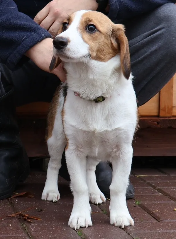 Znaleziono psa, Łódź, 27 października 2025 (2/2)