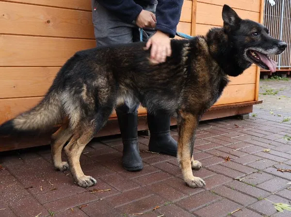 Znaleziono psa, Łódź, 27 października 2025 (1/3)