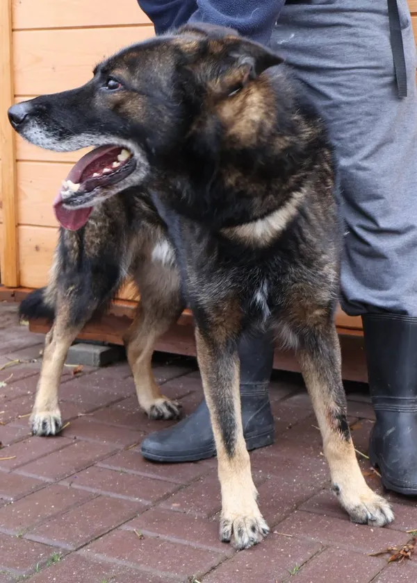 Znaleziono psa, Łódź, 27 października 2025 (2/3)