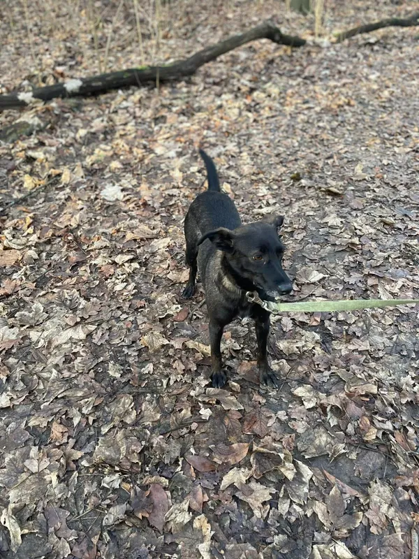 Pies do adopcji, Zgierz, 28 października 2025 (4/5)