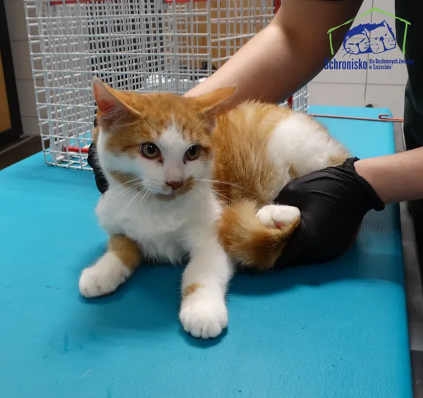 Znaleziono kota, Szczecin, 28 października 2025