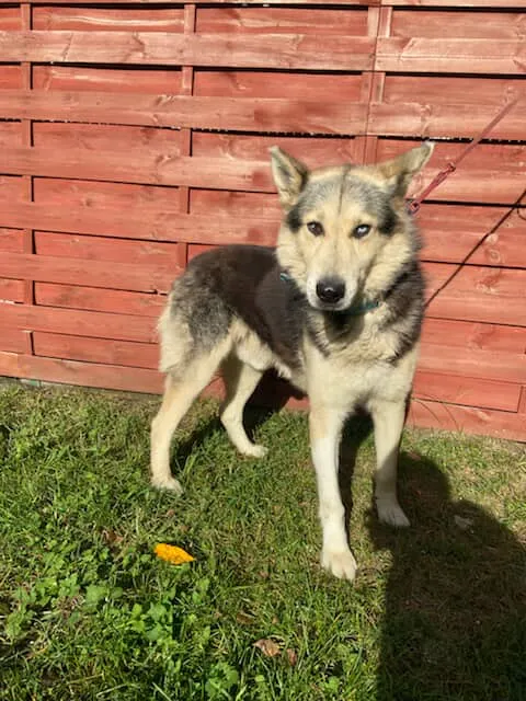 Znaleziono psa, Czartki, 29 października 2025