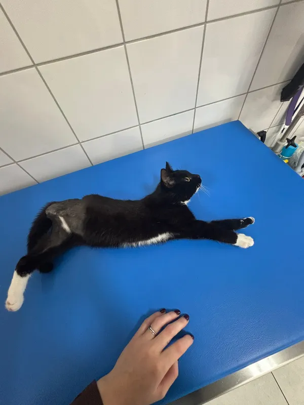 Kot do adopcji, Czartki, 29 października 2025 (1/4)