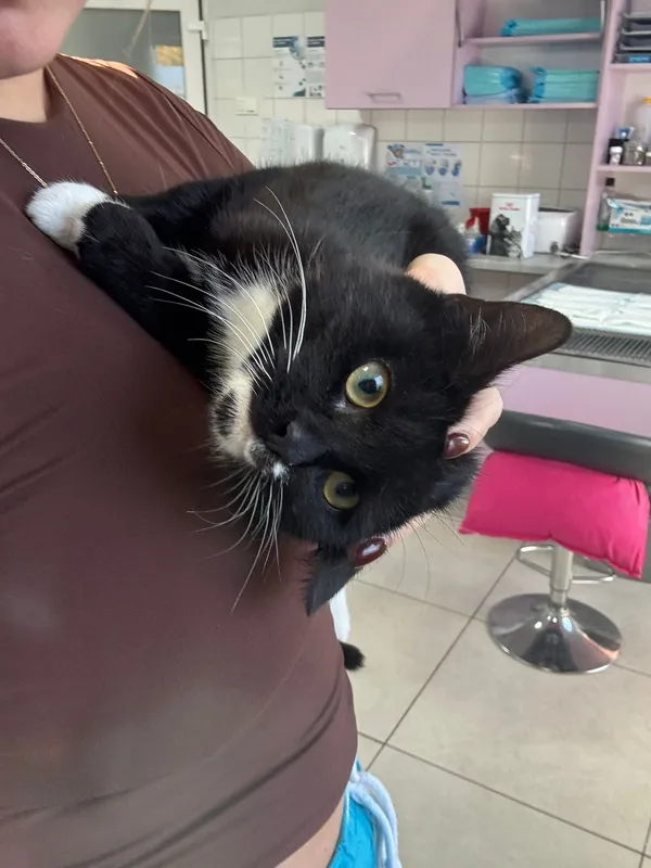 Kot do adopcji, Czartki, 29 października 2025 (3/4)