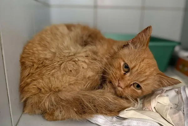 Znaleziono kota, Lublin, 28 października 2025