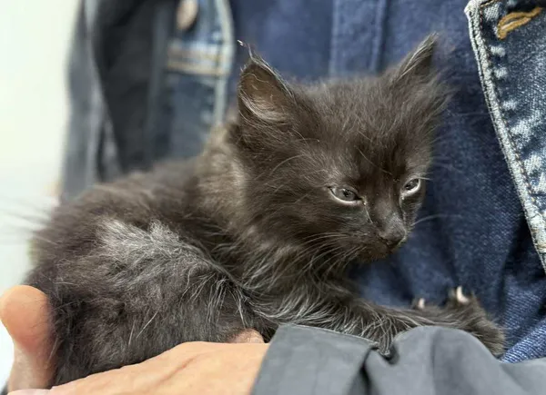 Znaleziono kota, Lublin, 28 października 2025