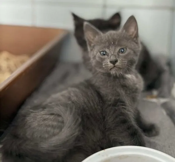 Znaleziono kota, Lublin, 29 października 2025