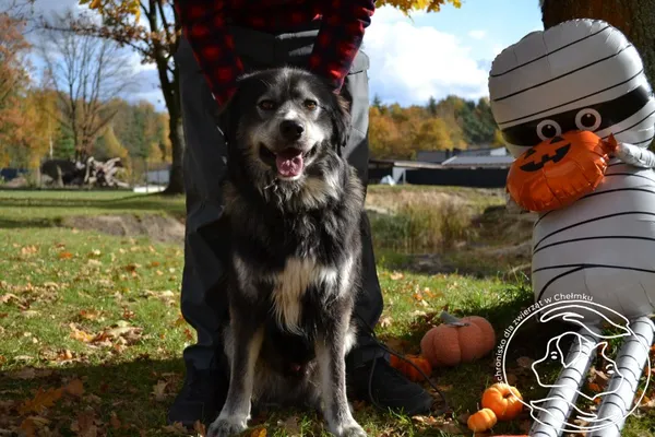 Pies do adopcji, Chełmek, 10 października 2025